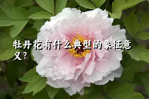 牡丹花有什么典型的象征意义？