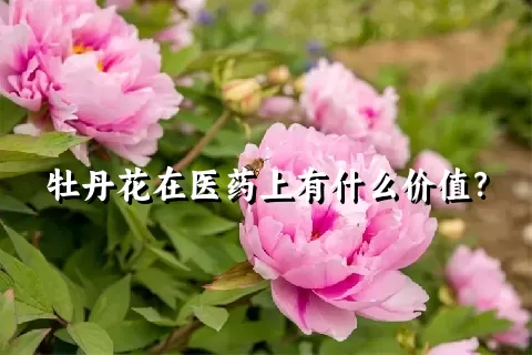 牡丹花在医药上有什么价值？