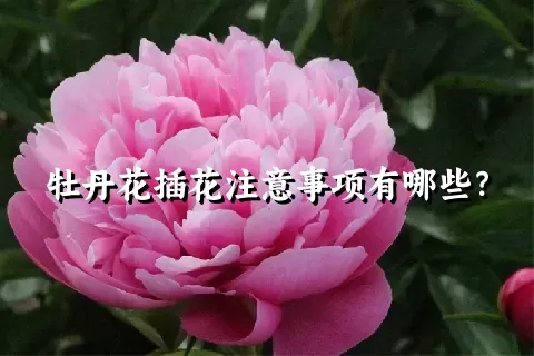 牡丹花插花注意事项有哪些？