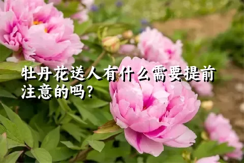 牡丹花送人有什么需要提前注意的吗？