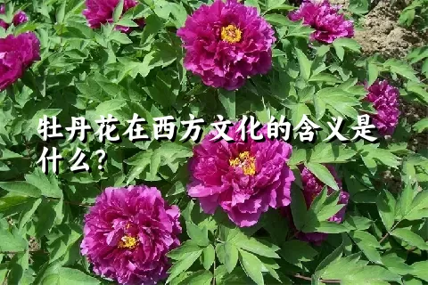 牡丹花在西方文化的含义是什么？