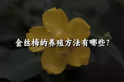 金丝梅的养殖方法有哪些？