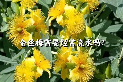 金丝梅需要经常浇水吗？