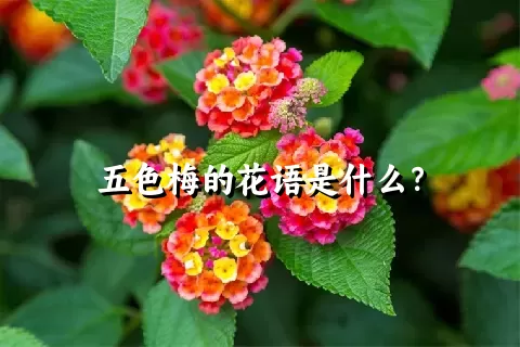 五色梅的花语是什么？