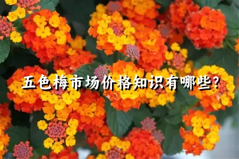 五色梅市场价格知识有哪些？