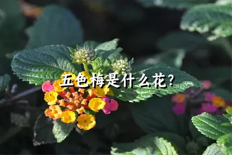 五色梅是什么花？