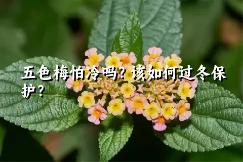 五色梅怕冷吗？该如何过冬保护？
