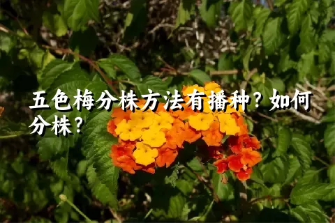 五色梅分株方法有播种？如何分株？