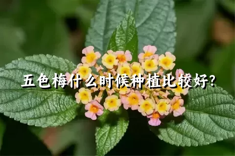 五色梅什么时候种植比较好？