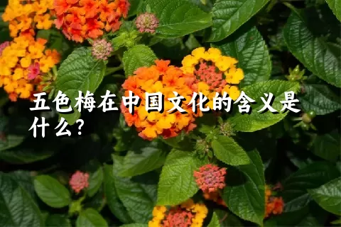 五色梅在中国文化的含义是什么？