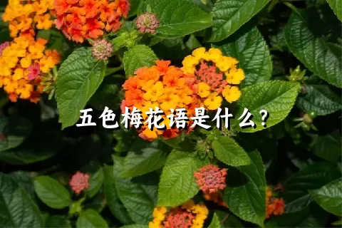 五色梅花语是什么？