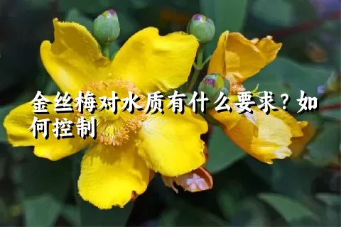 金丝梅对水质有什么要求？如何控制