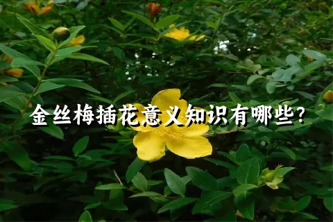 金丝梅插花意义知识有哪些？