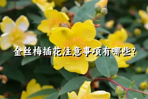金丝梅插花注意事项有哪些？