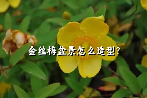 金丝梅盆景怎么造型？