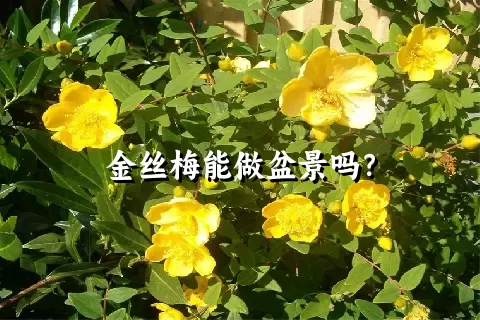金丝梅能做盆景吗？