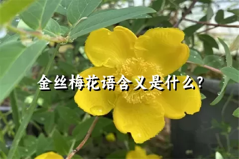 金丝梅花语含义是什么？