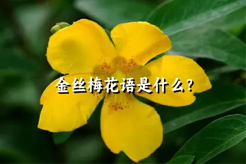金丝梅花语是什么？
