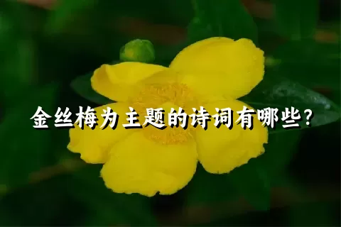 金丝梅为主题的诗词有哪些？