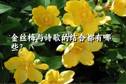 金丝梅与诗歌的结合都有哪些？