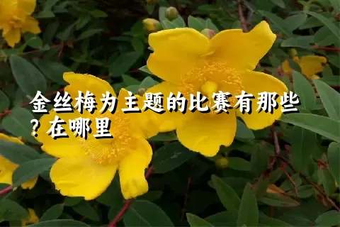 金丝梅为主题的比赛有那些？在哪里