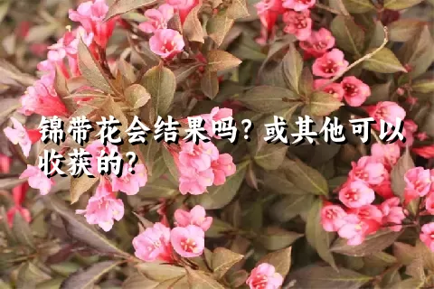 锦带花会结果吗？或其他可以收获的？