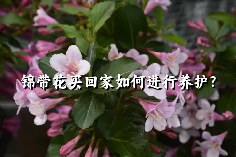 锦带花买回家如何进行养护？