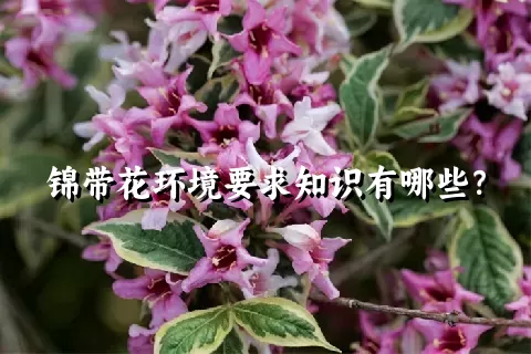 锦带花环境要求知识有哪些？