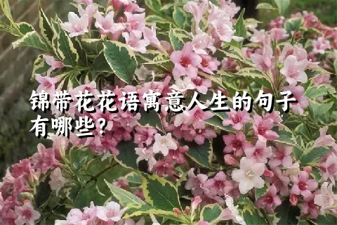 锦带花花语寓意人生的句子有哪些？