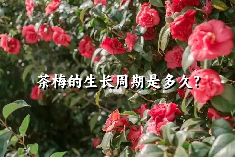 茶梅的生长周期是多久？