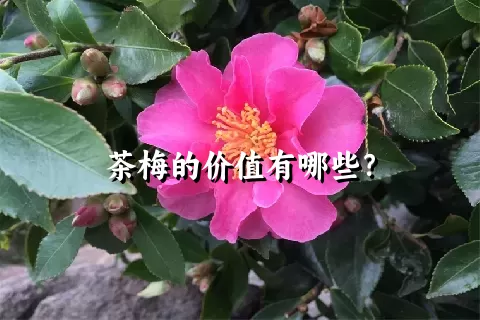 茶梅的价值有哪些？