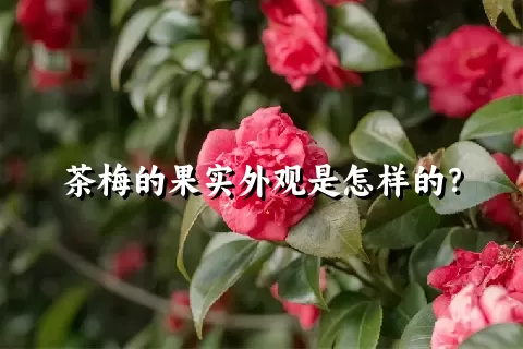 茶梅的果实外观是怎样的？