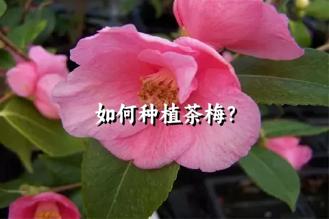 如何种植茶梅？