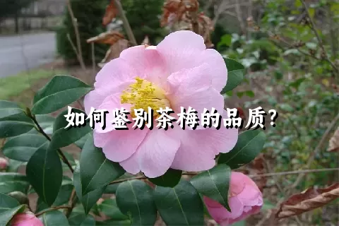 如何鉴别茶梅的品质？