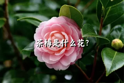茶梅是什么花？