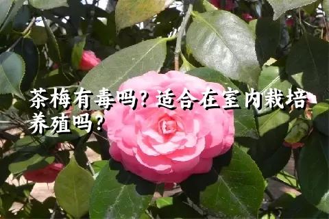 茶梅有毒吗？适合在室内栽培养殖吗？