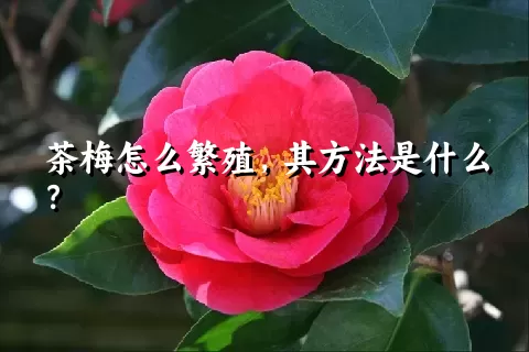 茶梅怎么繁殖，其方法是什么？