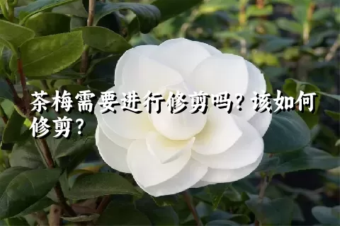 茶梅需要进行修剪吗？该如何修剪？