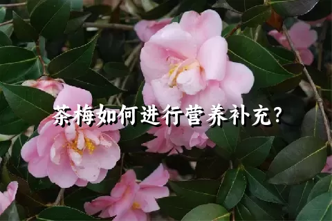 茶梅如何进行营养补充？