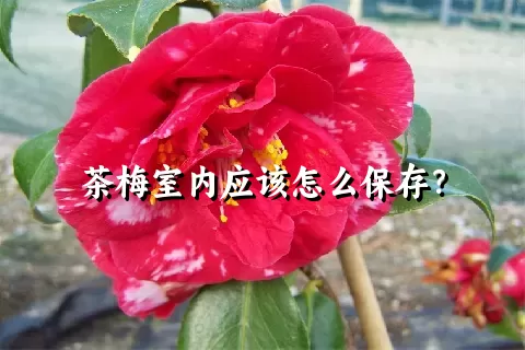 茶梅室内应该怎么保存？