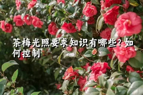 茶梅光照要求知识有哪些？如何控制
