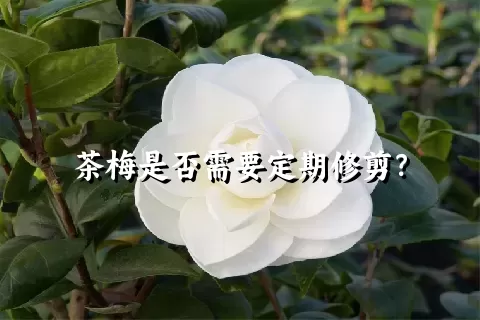 茶梅是否需要定期修剪？