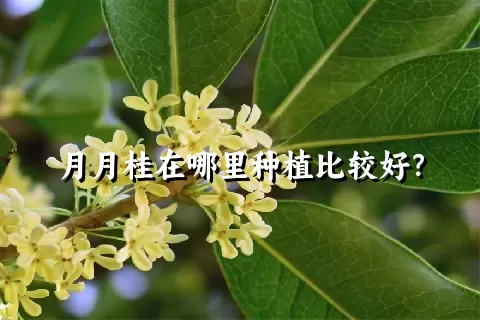 月月桂在哪里种植比较好？