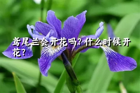 鸢尾兰会开花吗？什么时候开花？