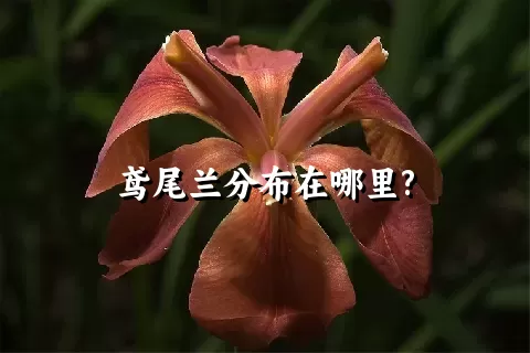 鸢尾兰分布在哪里?