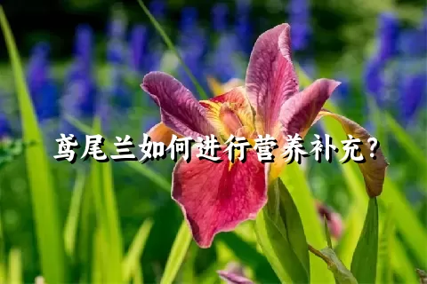 鸢尾兰如何进行营养补充？