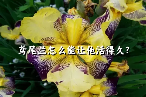 鸢尾兰怎么能让他活得久？