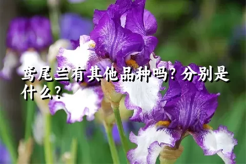 鸢尾兰有其他品种吗？分别是什么？