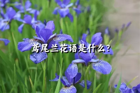鸢尾兰花语是什么？