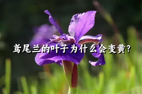 鸢尾兰的叶子为什么会变黄？